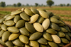PUMPKIN SEED'S KARNAL